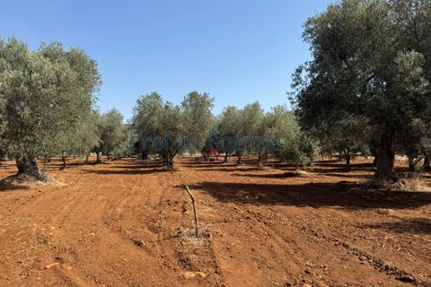 Farm hus i Ostuni, Brindisi, Ostuni - € 85.000 | Ref: 172956 - foto 24